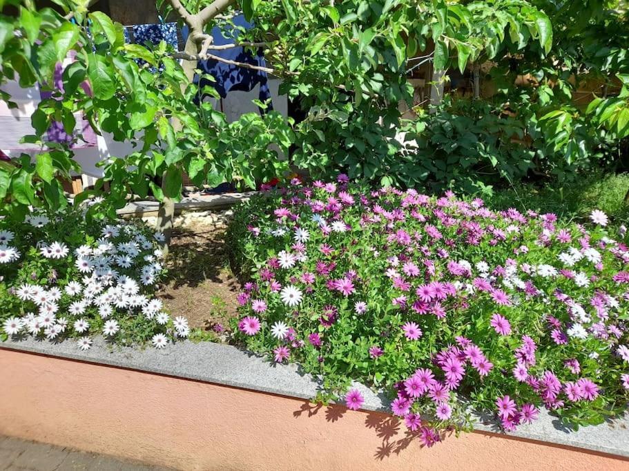 Apartmani Nedjeljko Čunski Exteriör bild